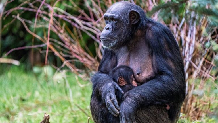 Chester Zoo announces birth of critically endangered Western chimpanzee | CNN