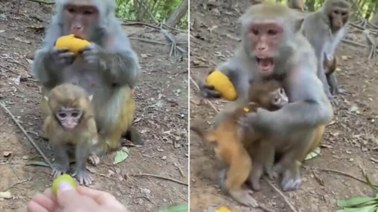 Watch: Adorable Viral Video Of Monkey Teaching Its Child Not To Take Food From Strangers