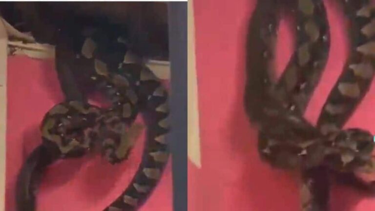 Viral Video: Residents Shocked to Discover Giant Snakes Living in Their Ceiling in Malaysia – Watch