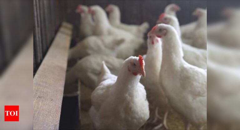 11-year-old girl dies of bird flu in Cambodia; had high fever, cough and sore throat – Times of India