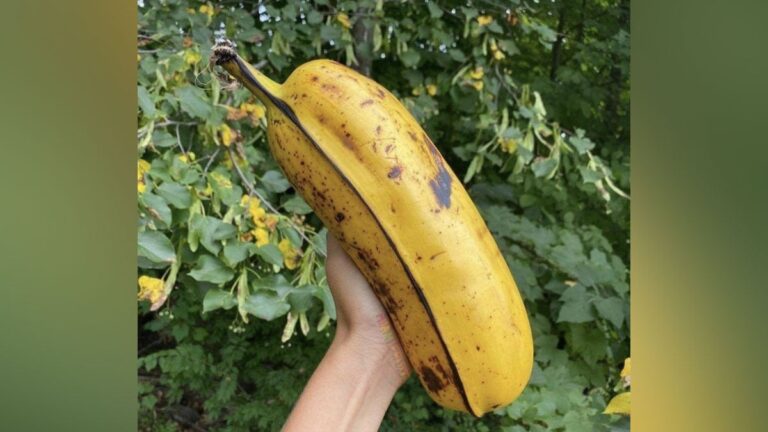 Twitter User Shares Photo Of Gigantic Banana, Stuns The Internet