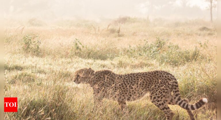 Madhya Pradesh: Sasha, one of Kuno National Park’s new cheetahs, dead | India News – Times of India