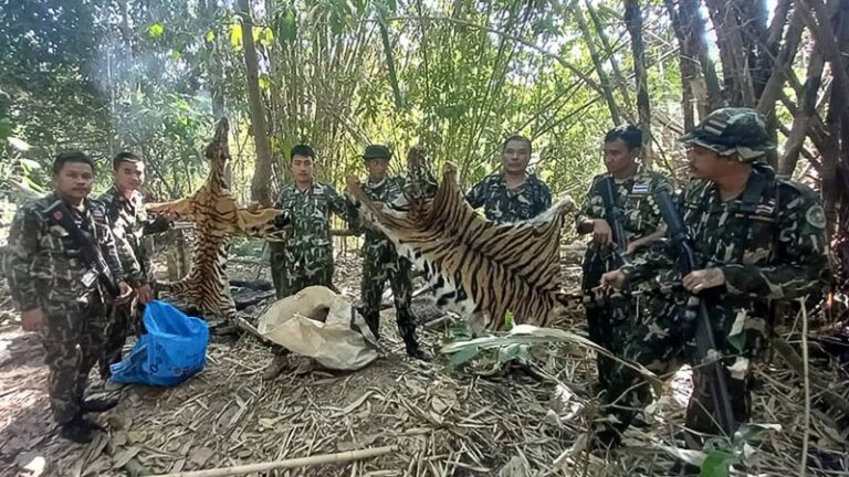Thailand jails five poachers for killing tiger and her cub | CNN