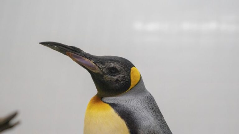 Elderly penguins receive ‘world first’ custom lenses in successful cataract surgery | CNN