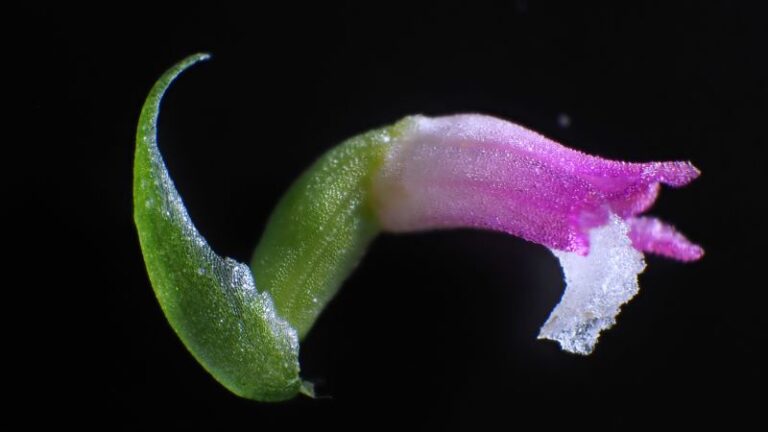 A new species of orchid has been discovered in Japan, and its petals look like they’re spun from glass | CNN