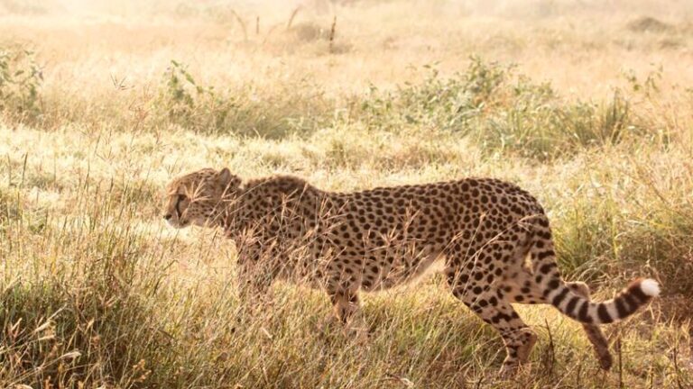 A cheetah relocated from Namibia to India as part of conservation efforts has died | CNN
