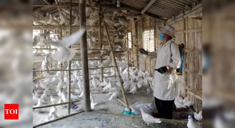 Japan: Bird flu is so bad that Japan’s running out of land to bury chickens – Times of India