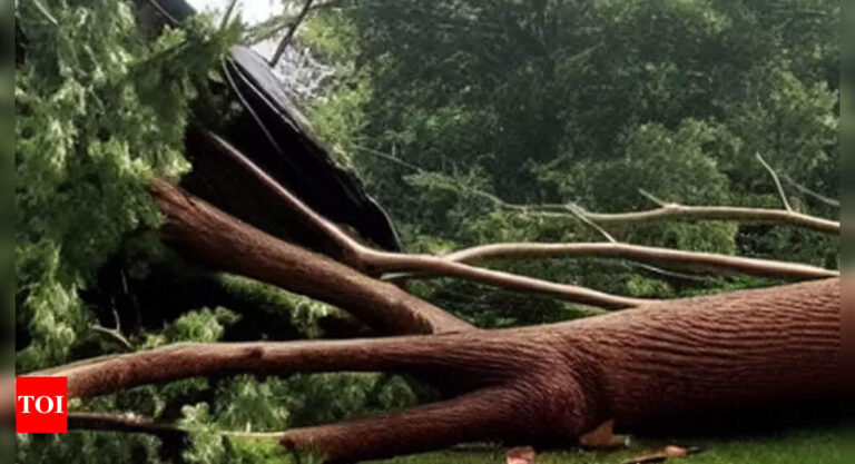7 killed, over 30 hospitalised as tree falls on tin shed in Maharashtra’s Akola | Nagpur News – Times of India