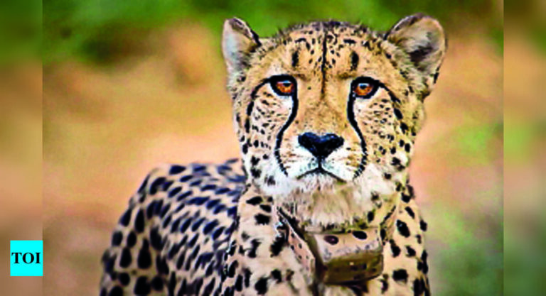 Kuno:  Cheetah Oban strolls out of Kuno National Park, once again | India News – Times of India