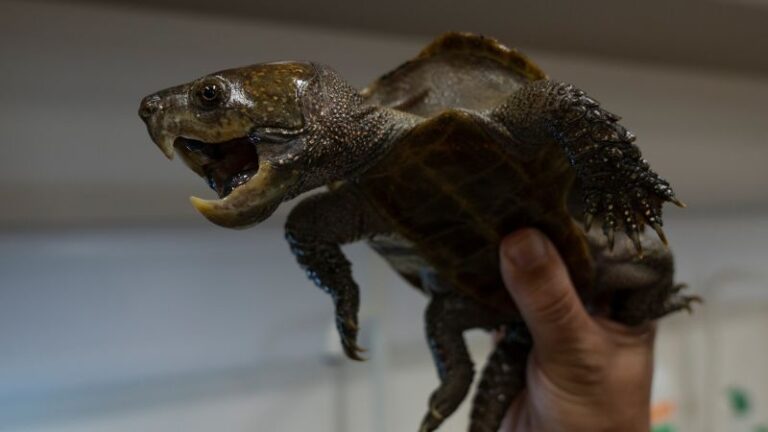Take a good look at these strange-looking turtles. They could soon be extinct | CNN