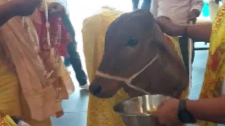 Watch: New Organic Restaurant In Lucknow Inaugurated By Cow