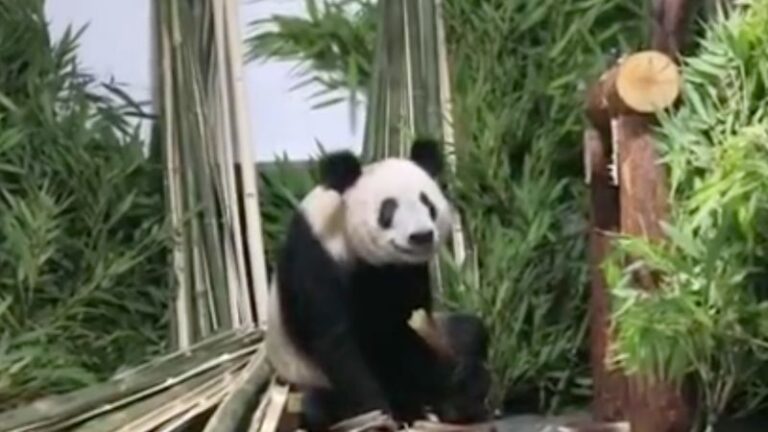 Giant panda Ya Ya becomes internet sensation in China after returning from the US