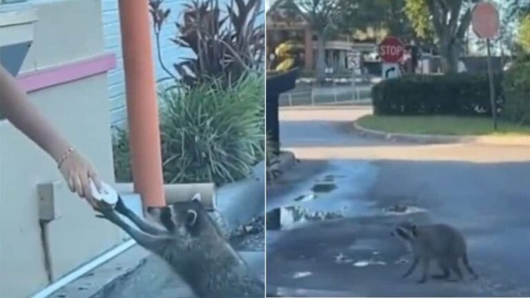 Watch: Raccoon Waiting For Its Doughnut Is Viral For All The Right Reasons