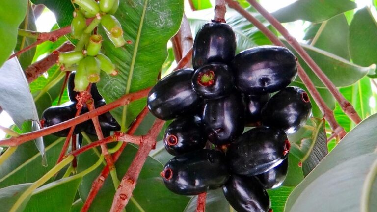 7 Surprising Health Benefits Of Jamun That You Must Know