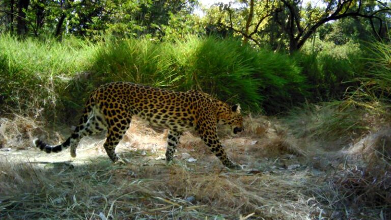 These endangered leopards are disappearing from Cambodia | CNN