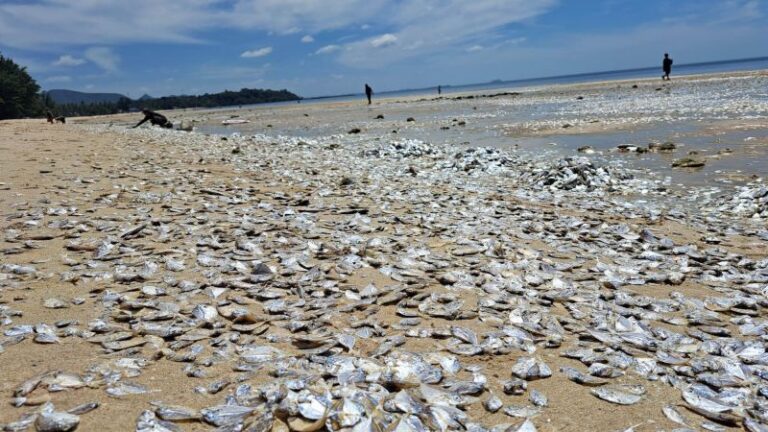 Climate change: Thousands of dead fish have washed up on a Thai beach. Experts say global warming may be to blame