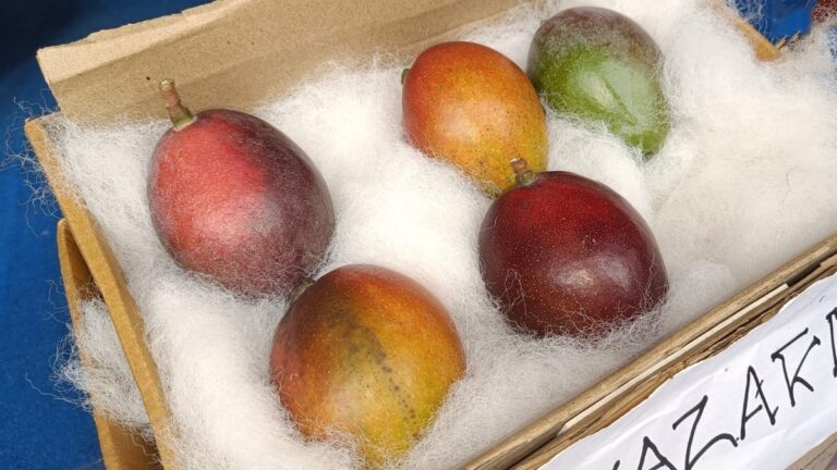 Viral: Worlds Most Expensive Mango Showcased At Siliguri Fest, Costs Rs 2.75 Lakh Per Kg