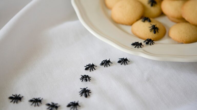 How To Get Rid Of Ants: 8 Home Remedies That Do The Trick