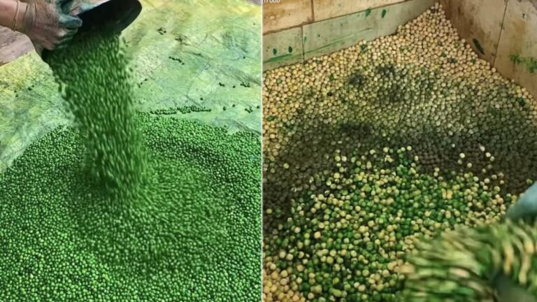 Watch: Viral Video Shows How Salted Green Matar Is Made; Internet Is Not Impressed