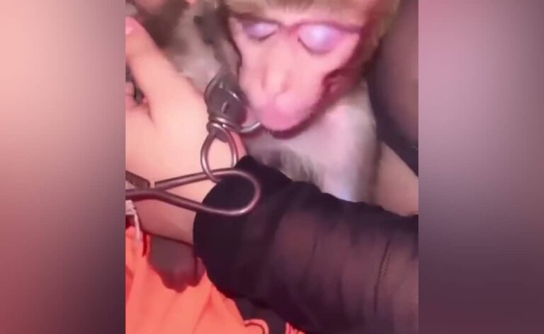 Video: Clubbers Pet Chained Monkey On Party Night, Kolkata Bar Under Fire