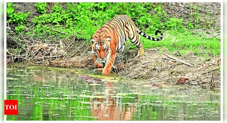 MP-Karnataka tiger tally row puts focus on census methodology | India News – Times of India