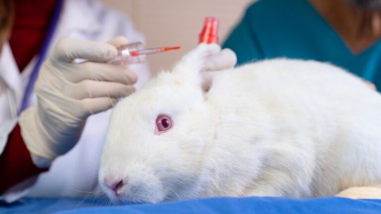 Canada has officially banned testing cosmetics on animals | CNN