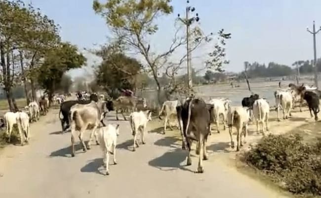 Case Against 90 People For Blocking UP Minister’s Convoy With Stray Cattle