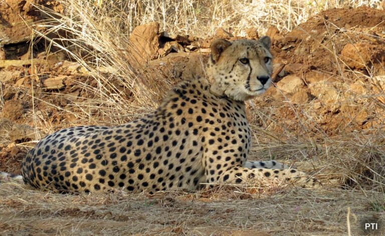 10th Cheetah Dies At Kuno National Park In Madhya Pradesh