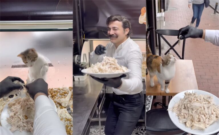 Viral Video: Istanbuls Chef Cooks Up A Storm For Stray Cat, Internet Cant Get Enough