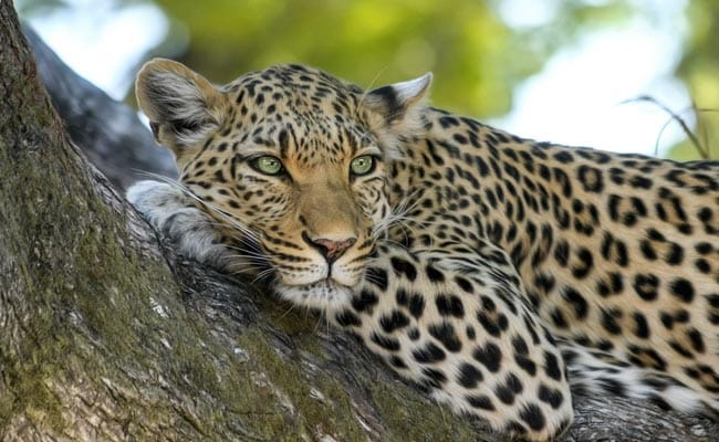 6-Year-Old UP Boy Mauled To Death By Leopard: Police