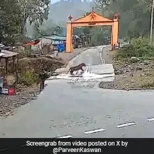 Man’s Close Shave With Tiger Caught On Camera Near Corbett National Park
