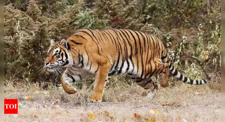 Pregnant Ranthambore Tiger Dies: Devastating Loss for Ranthambore National Park | India News – Times of India