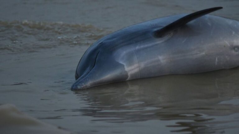 More than 100 dolphins dead in Amazon as water hits 102 degrees Fahrenheit | CNN