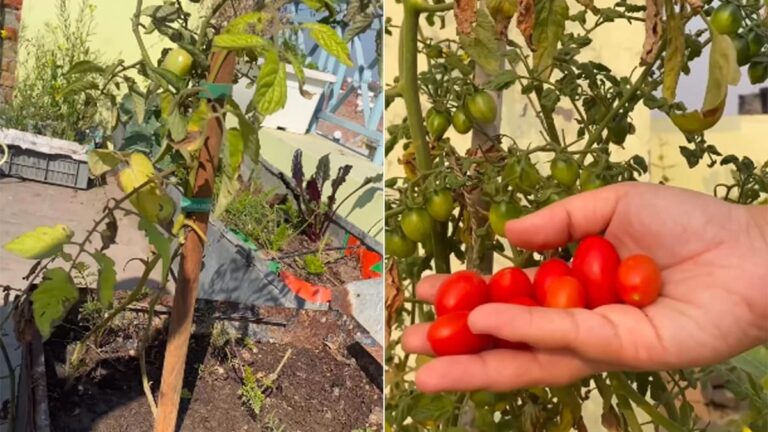 Watch: How To Grow Cherry Tomatoes At Your Home In February And March