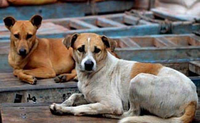 Over 20 Stray Dogs “Shot Dead” In Telangana Town, Police Launch Probe