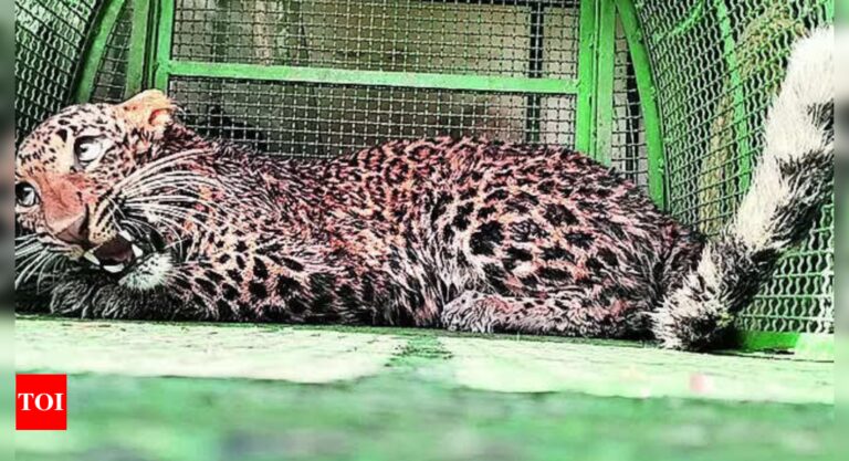 Leopard numbers rise 8% in four years | India News – Times of India