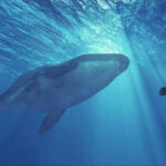 Viral diving video turns dangerous: Oman issues urgent warning after man swims with killer whale – The Times of India