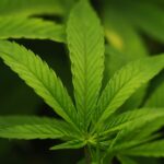 Trump administration moves to reclassify cannabis