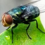 Flesh-eating screwworm is confirmed in the U.S., officials say