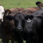 Texas screwworm cases don’t risk food supply, Brooke Rollins says