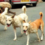 Pack of stray dogs attack 10-year-old boy cycling in Faridabad society; hospitalised
