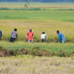 Kharif acreage falls 16%, but ethanol effect boosts sugarcane