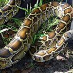 When a district in Florida's Everglades used robot rabbits to eliminate its ever-growing population of Burmese pythons