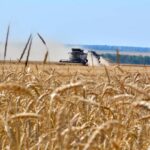 Corn and wheat prices jump to highest prices in more than three years