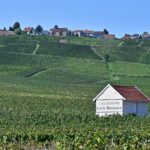 Extreme heat spurs earliest-ever Champagne harvest, putting its famous taste to the test