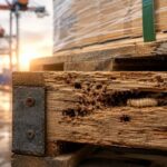 From 1952 to 2020, US inspectors recorded 2,562 woodwasp interceptions; researchers found wooden packaging was the dominant invasion pathway