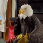 Bald Eagle, who nature lovers have been watching via an online livestream for over 10 years, dies; death comes weeks after fight with two other eagles