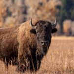 From tens of millions to just 1,000: 140 years after America’s national mammal vanished in the 1880s, indigenous tribes and conservationists are helping bring it back to the prairie