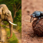 Scientists excluded elephants from East African savanna plots for 15 years; dung beetle numbers fell 67%, biomass dropped 51% and species richness declined 23%, revealing how elephants sustain an insect network