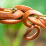 Guam had a population of three million invasive brown snakes; then US dropped 2,000 mice stuffed with paracetamol in a $8M operation to curb the population